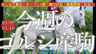 今週のゴールドシップ産駒 (05/09,10)【みんな大集合！オープン5頭！噂の白毛！障害挑戦！社台！／ジャジャミン,メイショウブレゲほか】