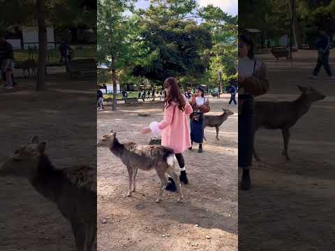 Nara Park deer 🦌 in japan #zoo