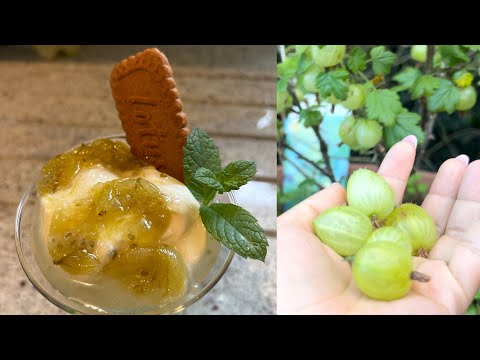 Gooseberry fool made from fresh gooseberry from our garden