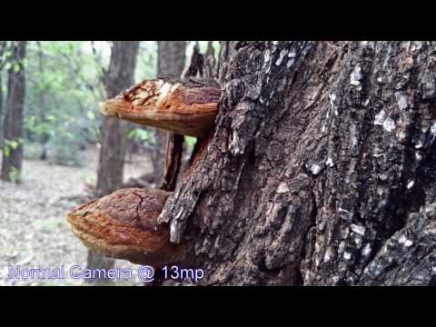 Kyocera DuraForce Pro Photo Test!