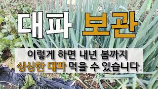 대파 보관 이렇게 하면 내년 봄까지 싱싱한 대파 먹을 수 있습니다. #대파 보관 #대파 장기간 보관 방법.