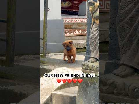 OUR NEW FRIEND 🐶❤️ #shorts #travel #bali #indonesia #puppy #dog