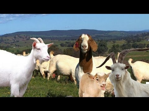 , title : 'List of goat breeds'