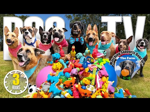 🐕🎾 Doggy Daycare TV 🐾 Entertaining Dog Videos for Dogs 🐶 Real Sounds Barking 📣 Reduce Stress Anxiety