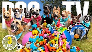 Doggy Daycare TV: Entertaining Dog Videos for Dogs to Watch 🐶 Real Sounds Bark Reduce Stress Anxiety