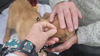 Video preview image #1 Labrador Retriever-Unknown Mix Puppy For Sale in Bandera, TX, USA