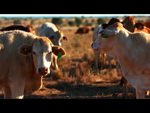 Meat & Livestock Australia look to transform their industry with IoT