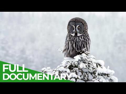 Arctic Wildlife in Lapland: The Heart of An Untamed Paradise | Free Documentary Nature