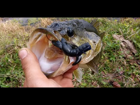 This shotgun is illegal in Florida ??( This lure slays pre spawn bass )(citadel boss 25 ar 12 gauge)