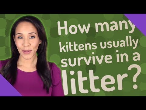 How many kittens usually survive in a litter?
