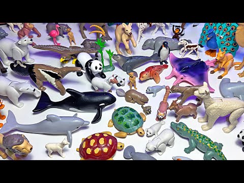 100 Playmobil Sea Animals Toys, Animals, Panda, Crocodile, Orca, Turtle, Polar Bear, Meerkat, Lion