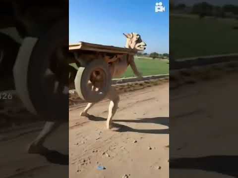 Funny Donkey Viral Video #funny #shortsvideo #shorts #donkey #funnyvideos