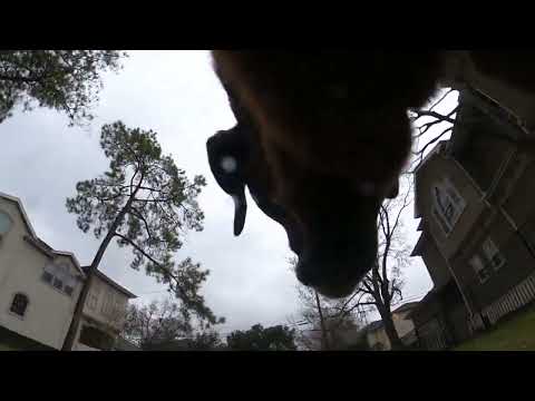 Sam’s First MMJ Report