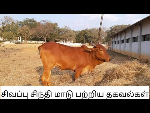 , title : 'Information about red shindhi Cattle | in Tamil | shindhi cow | 24th Tech | சிவப்பு சிந்தி மாடு |'