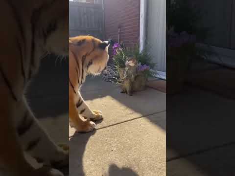 The BRAVEST Cat vs. A HUGE TIGER! You Won't Believe What Happens Next! 😱🐯