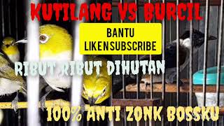 Download lagu Suara Pikat Kutilang Ribut Kombinasi Burung Kecil Lainnya || Ampuh Banget Dan Anti Zonk ‼️ mp3