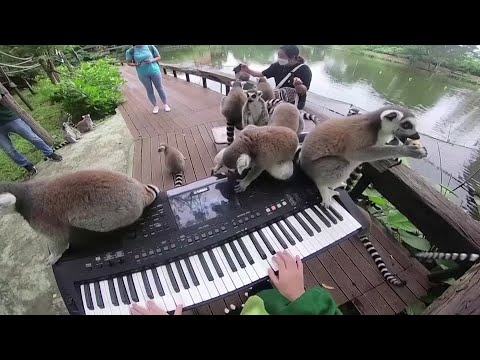 Au zoo, la musique c'est magique! - Les Explorateurs