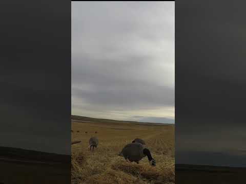 Single Goose Dropped HARD (Goose Hunting in Saskatchewan)