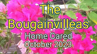 The Bougainvilleas Home Cared (October 2023) - Personal Collection