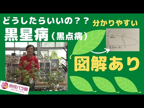 ドラキュラ シミア蘭: この崇高な植物について知っておくべきことすべて!  庭園