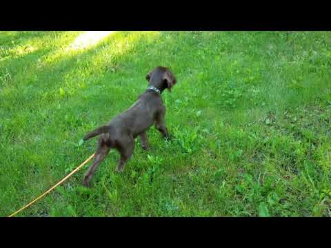 Pudelpointer "Chase" pointing the cat