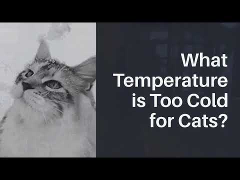 WHAT TEMPERATURE IS TOO COLD FOR CATS? | REASONS MIGHT WONDER YOU