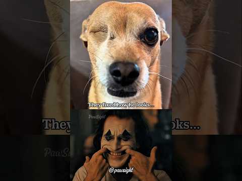 They Gave Him a New Eye… But Not a New Happiness #dog #algorithm #short