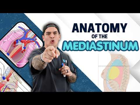 Anatomy of the Mediastinum