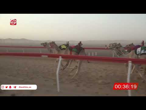  ش 6 (شرط) لـ محمد سيف بن فالح الشامسي 2:05 , شارة الصندوق 2026/04/25 فطامين الروضة