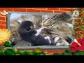 Baby Tv Animal
