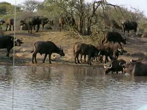 Breeding herd of over 500 buffalo at Umlani Bush Camp water hole