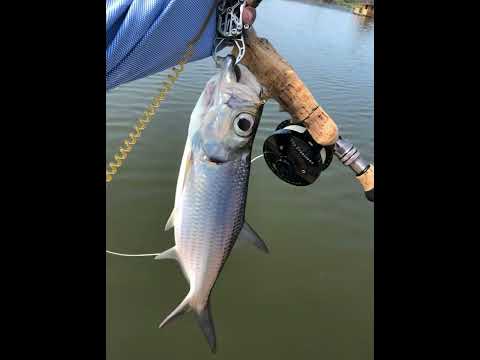 🇵🇭ターポンFF : D'Cove Pacific Tarpon FF