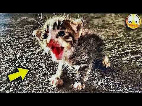 Das Kätzchen weinte und rief nach seiner Mutter, aber sie kam nicht... und dann geschah ein Wunder!