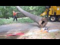 Mayer Tree Service Company Essex MA