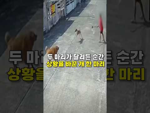 두 마리가 달려든 순간, 상황을 바꾼 개 한 마리 😭😭
