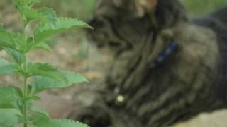 safecat! - dear and the headlights - happy in love.