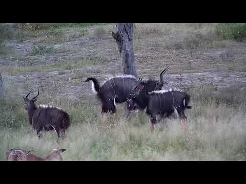 Djuma: Nyala bull displaying dominance dance - 17:34 - 04/04/19