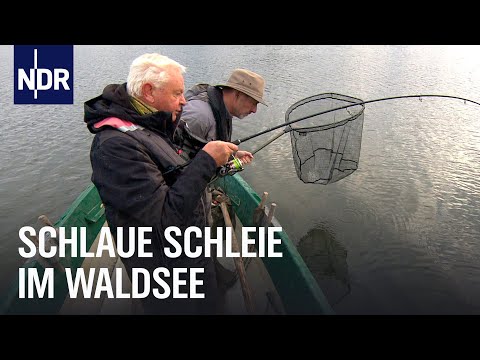 Video Thumbnail: Drei Tage, drei Waldseen, drei Fischarten | Rute raus, der Spaß beginnt! | NDR Doku