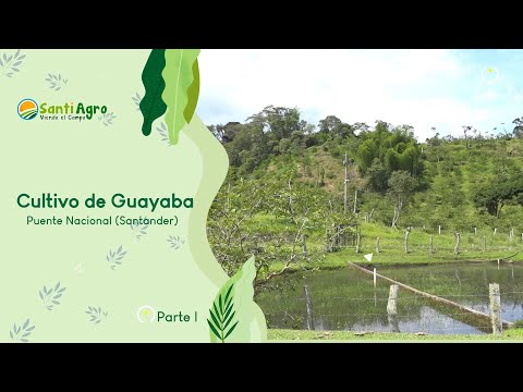 Cultivo de guayaba, Puente Nacional (Santander) parte I - SantiAgro 20/septiembre/2023