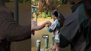 El elefante que es más inteligente que tú 😳