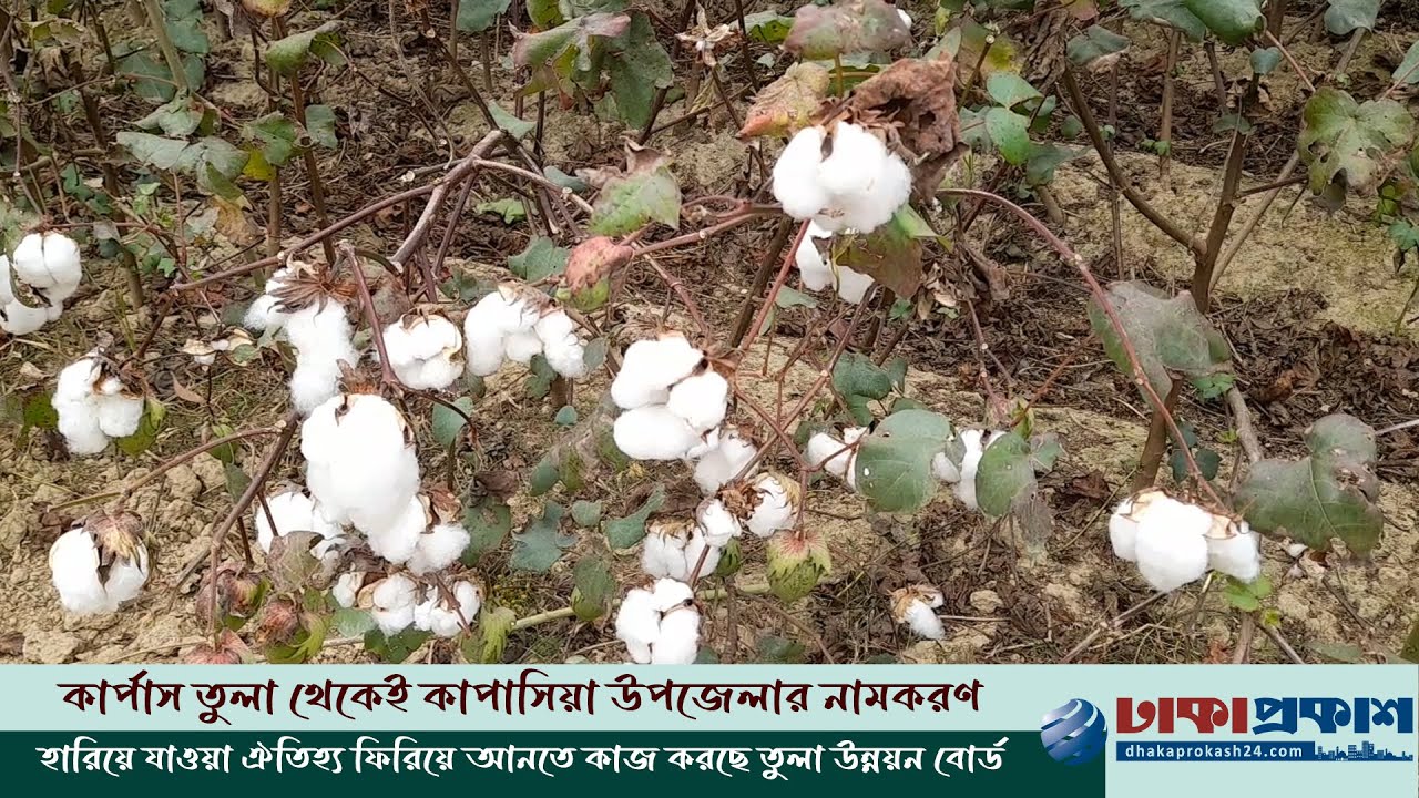 গাজীপুরের কৃষকদের হাত ধরে দিন ফিরছে কার্পাস তুলার