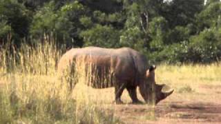 preview picture of video 'Rhino Family at Ziwa Rhino Sanctuary'