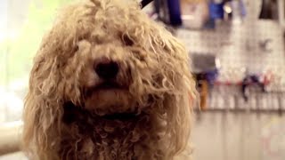 Central California SPCA - Who We Are