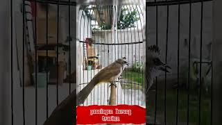 Download lagu trucukan anda pasti nyaut kalau mendengarkan suara ini #suara #kicaumania #trucukan #burung mp3