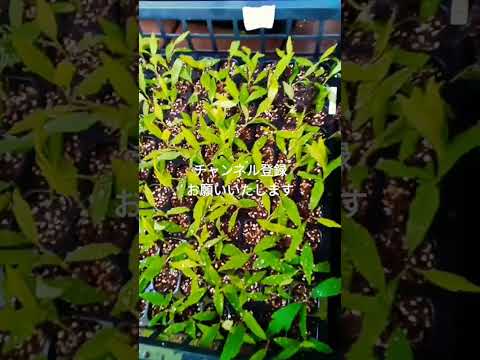 鉢植えの盆栽を屋内、屋外で育てる方法、葉、枝の形を整えるヒント