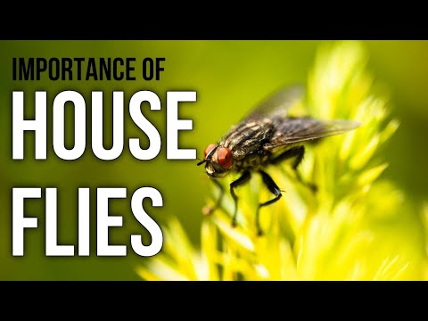 Houseflies benefits facts and information #housefly #flycontrol #ecofriendly #flies