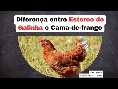 DIFERENÇA ENTRE ESTERCO DE GALINHA E CAMA-DE-FRANGO