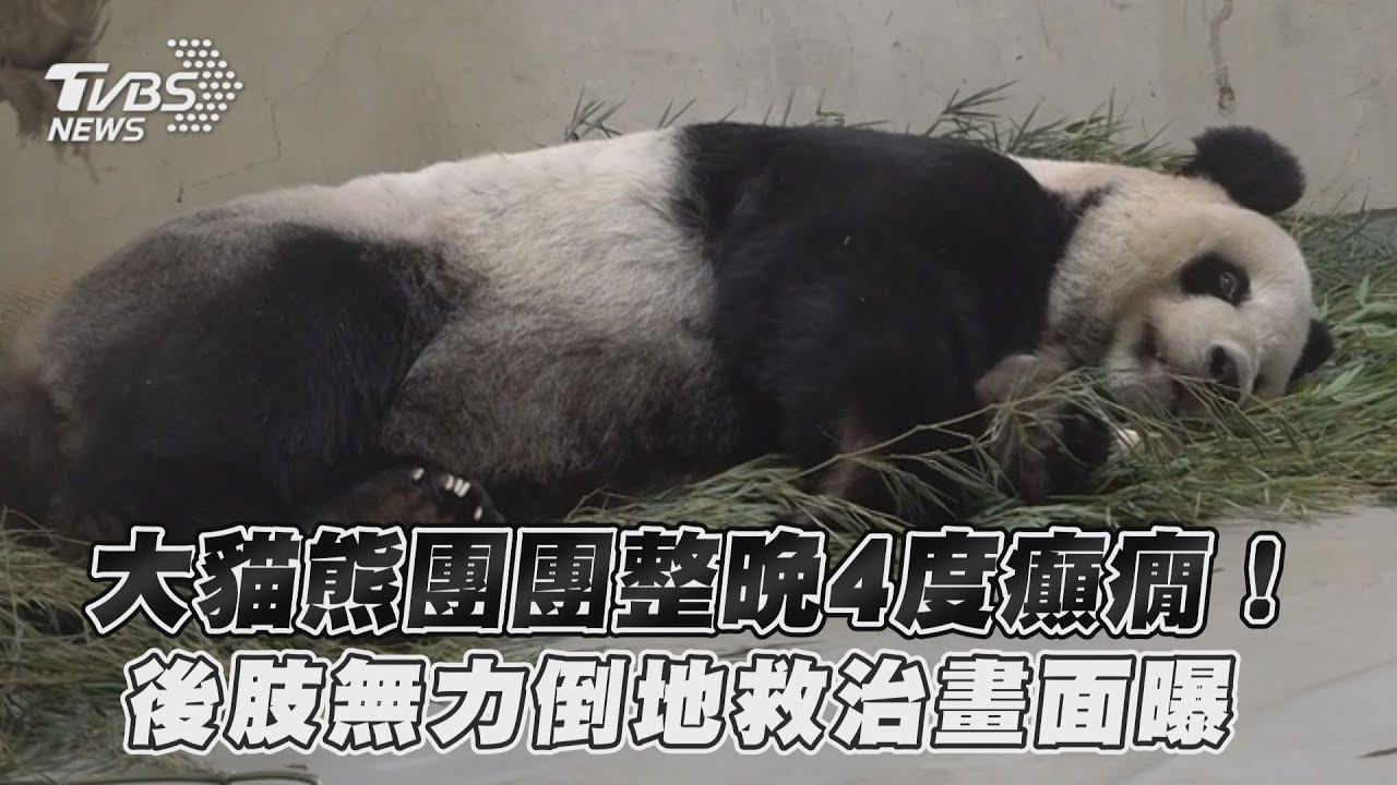 影音/大貓熊團團整晚4度癲癇!後肢無力倒地救治畫面曝