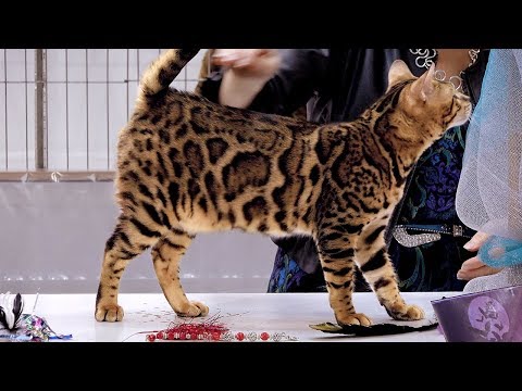 CFA International Cat Show 2018 - Bengal kitten class judging