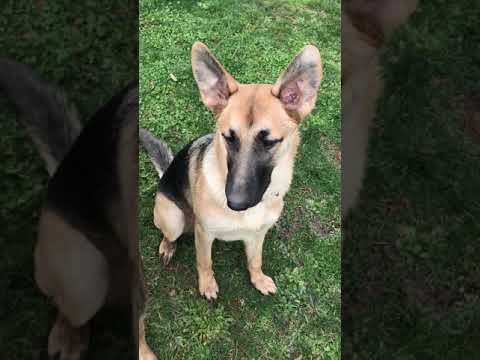 LUCY VON LOVE, an adopted German Shepherd Dog in Lake Oswego, OR_image-1